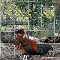 Coppia di polli ornamentali-razza ciuffata