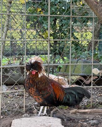 Coppia di polli ornamentali-razza ciuffata