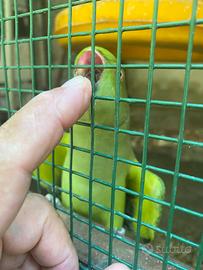 Coppia riproduttiva parrochetti dal collare