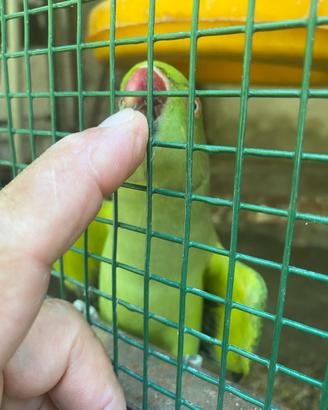 Coppia riproduttiva parrochetti dal collare