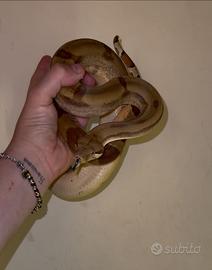 Pitone reale e boa constrictor