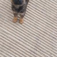 Stupendi cuccioli meticci