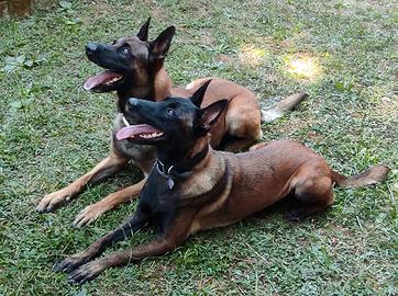 Cuccioli 2 mese Pastore Belga Malinois