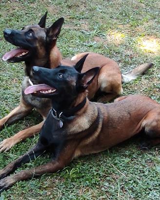 Cuccioli 2 mese Pastore Belga Malinois