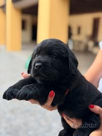 Labrador