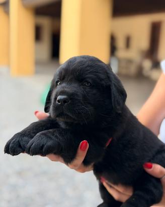 Labrador