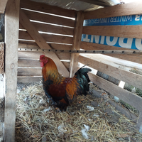 4 galli di 10 mesi circa