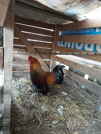 4 galli di 10 mesi circa