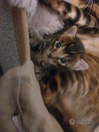 Cucciola Bengala con pedegree anche for breeding