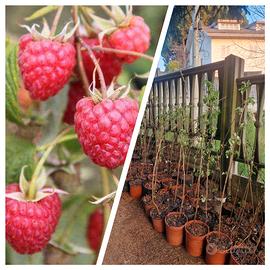 LAMPONI RIFIORENTI PIANTE GIÀ PRODUTTIVE 