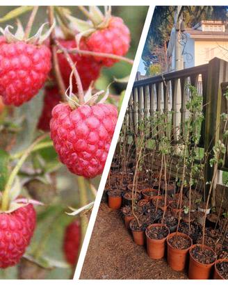 LAMPONI RIFIORENTI PIANTE GIÀ PRODUTTIVE 