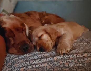 cuccioli di cocker spaniel inglese 