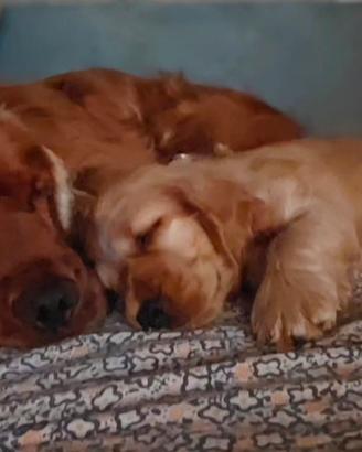 cuccioli di cocker spaniel inglese 