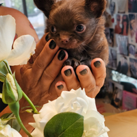 Chihuahua pelo lungo