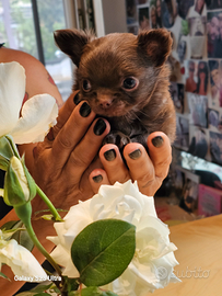 Chihuahua pelo lungo