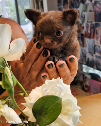 Chihuahua pelo lungo