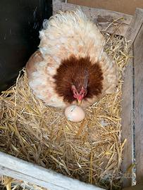 Gallina cocincina nana