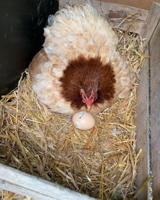Gallina cocincina nana
