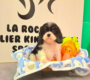 Cavalier king con Pedigree Enci e certificazioni 