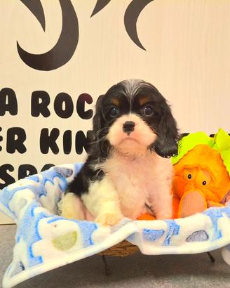 Cavalier king con Pedigree Enci e certificazioni 