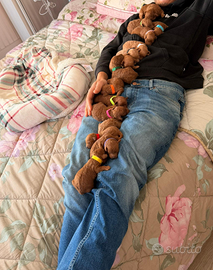 Cuccioli di barboncino Toy