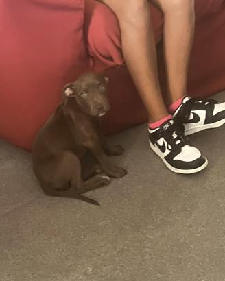 Cuccioli di Pitbull