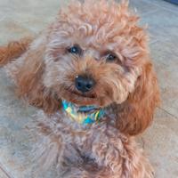 Barboncino fulvo toy