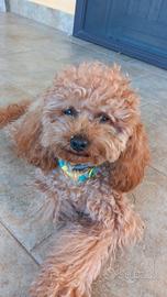 Barboncino fulvo toy