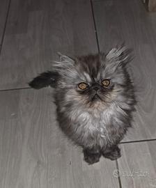 gatti cuccioli persiani cincillà 