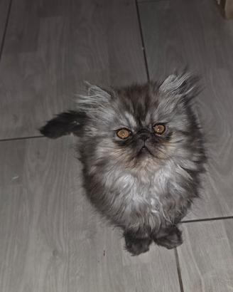 gatti cuccioli persiani cincillà 