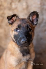 Cucciolo pastore belga malinois