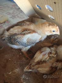 Pulcini di gallina campagnola