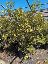 osmantus olea fragra