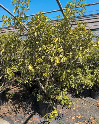 osmantus olea fragra