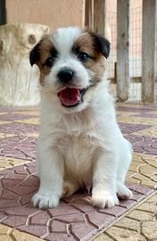 Cucciolo Maschio Jack Russell Terrier