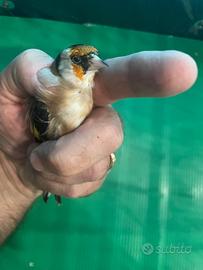 Coppia cardellini favati