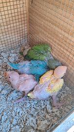 Pulli parrocchetto del collare