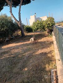 Terreno agricolo