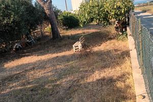 Terreno agricolo