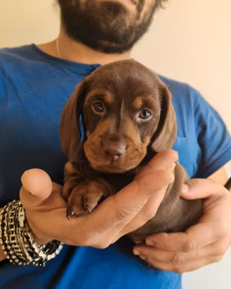Bassotto cioccolato femmina. Taglia nana presunta