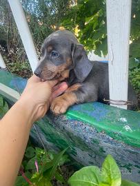 Cuccioli di bassotto nano blu