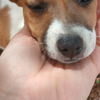 Femminuccia jack russell terrier