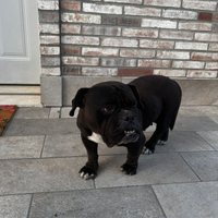 American Bully Exotic da coprire