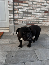 American Bully Exotic da coprire