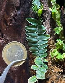 Talea Marcgravia umbellata
