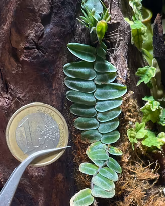 Talea Marcgravia umbellata