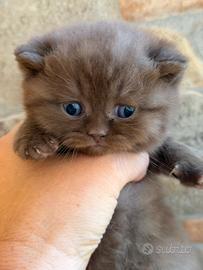 British shorthair con pedigree