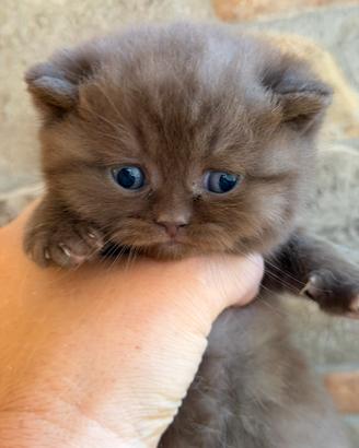 British shorthair con pedigree