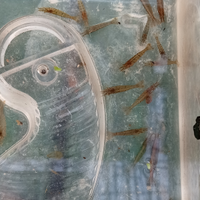 Gamberetti trasparenti 1 cm