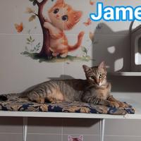 JAMES dolce micio in adozione